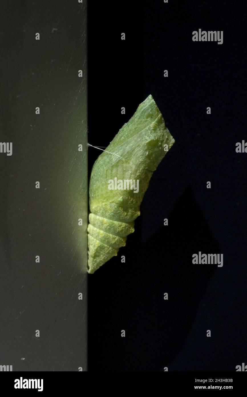Metamorfosi, pupa, coda di rondine, Papilio machaon Foto Stock