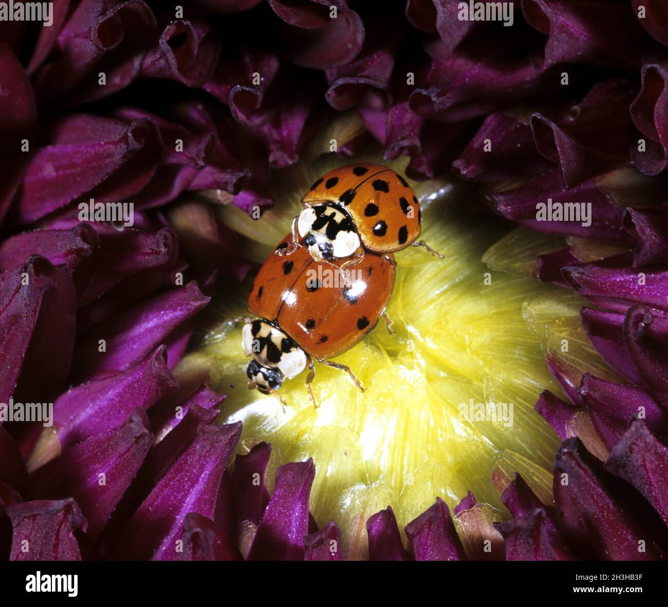 Marienkaefer, Paarung, Paar, rendendo, Coccinella, semptempunctata, Foto Stock