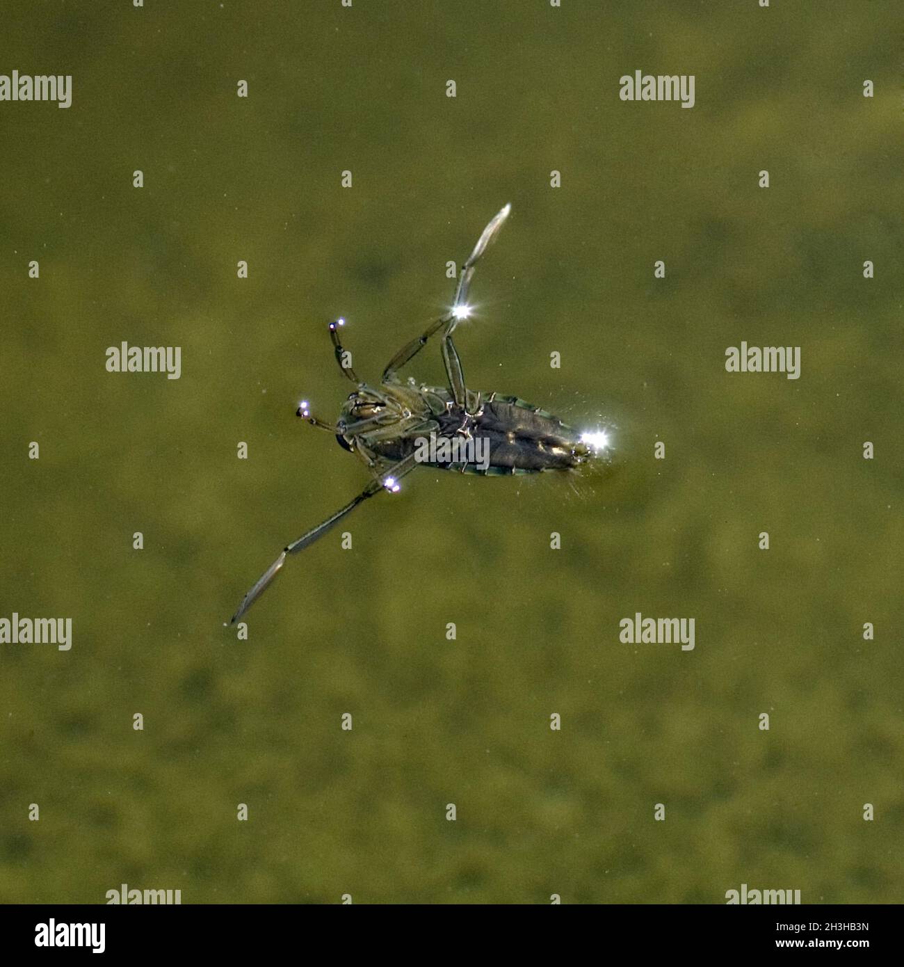 Corsa all'indietro, posizione di nuoto Foto Stock