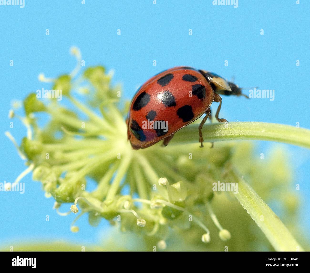 Asiatico, ladybug, Foto Stock