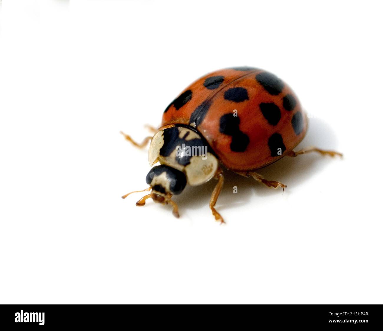 Asian Ladybird Foto Stock