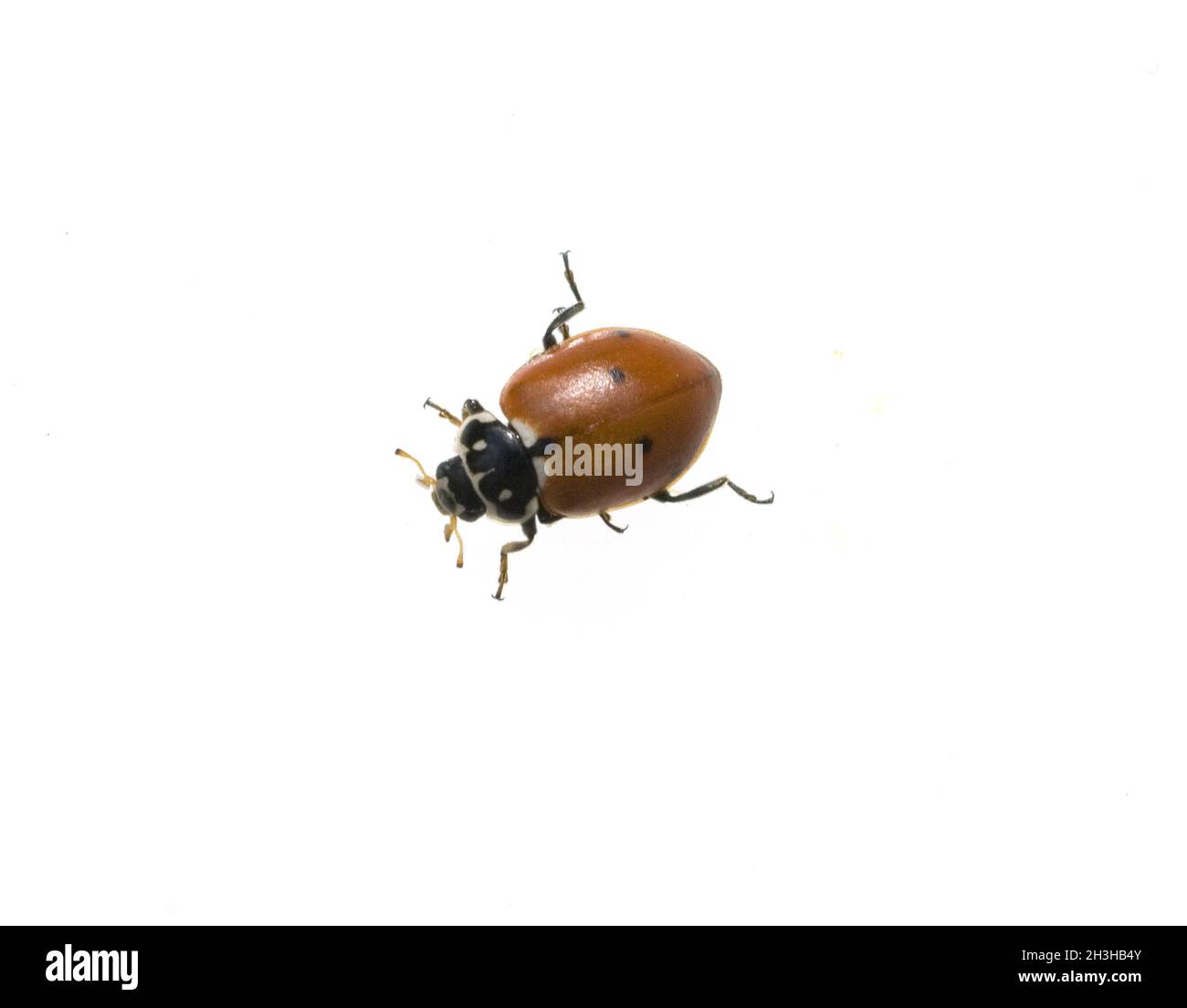 Asian Ladybird Foto Stock