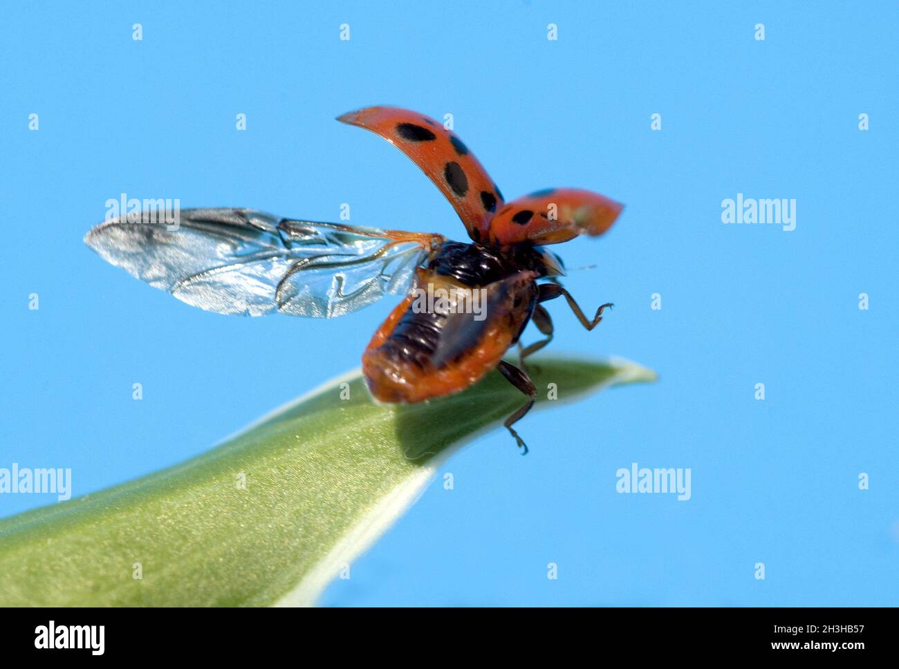 Asian Ladybird Foto Stock