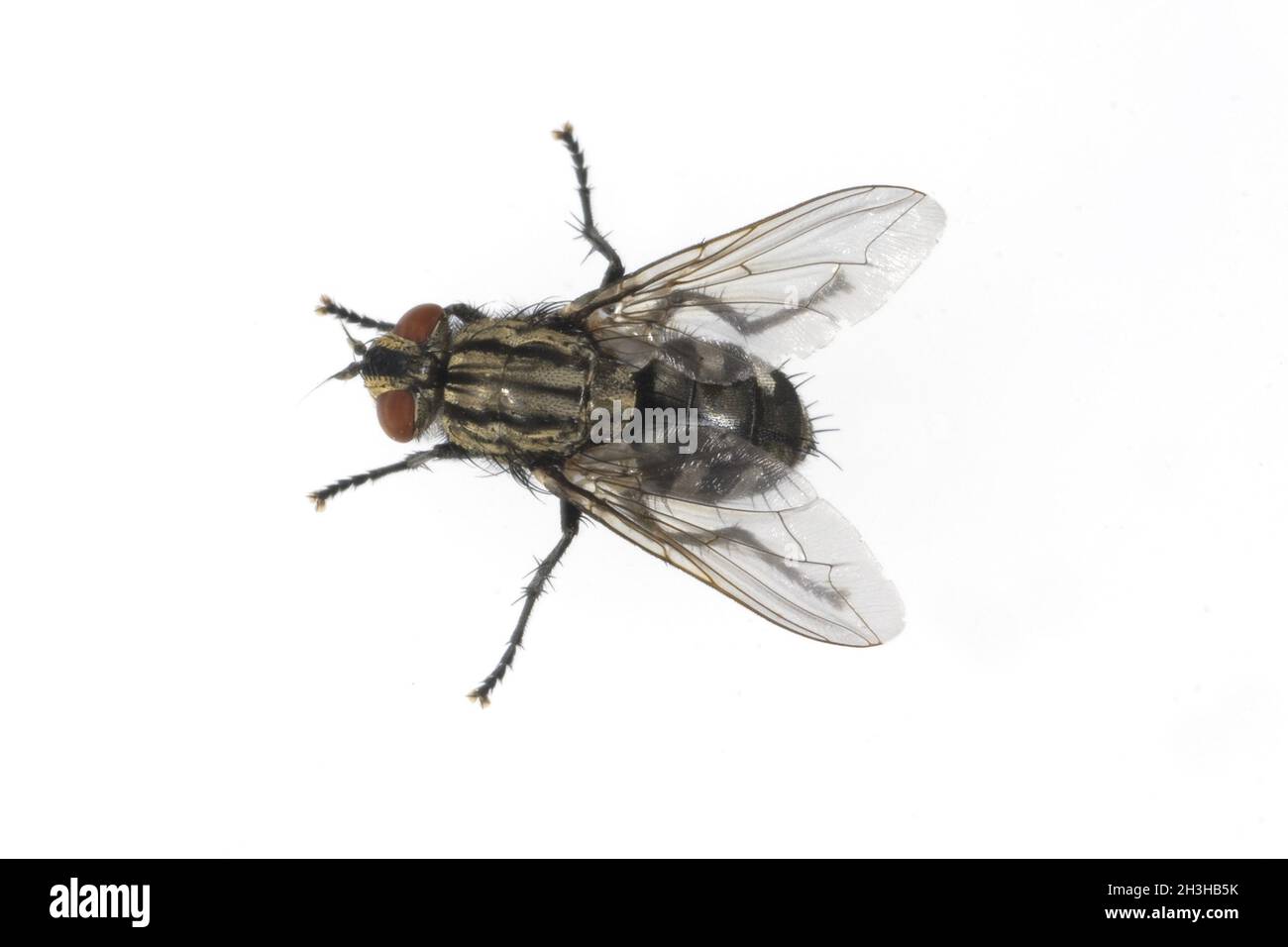 Flowfly, fly, calliphora, vicina, Foto Stock