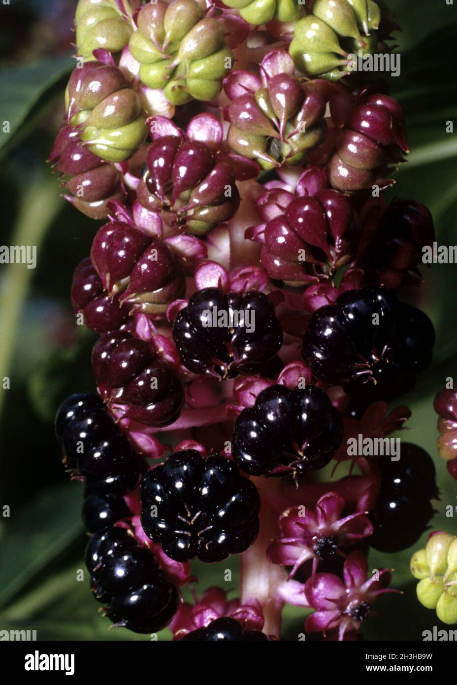 Kermesbeeren; phytolacca americana; Foto Stock