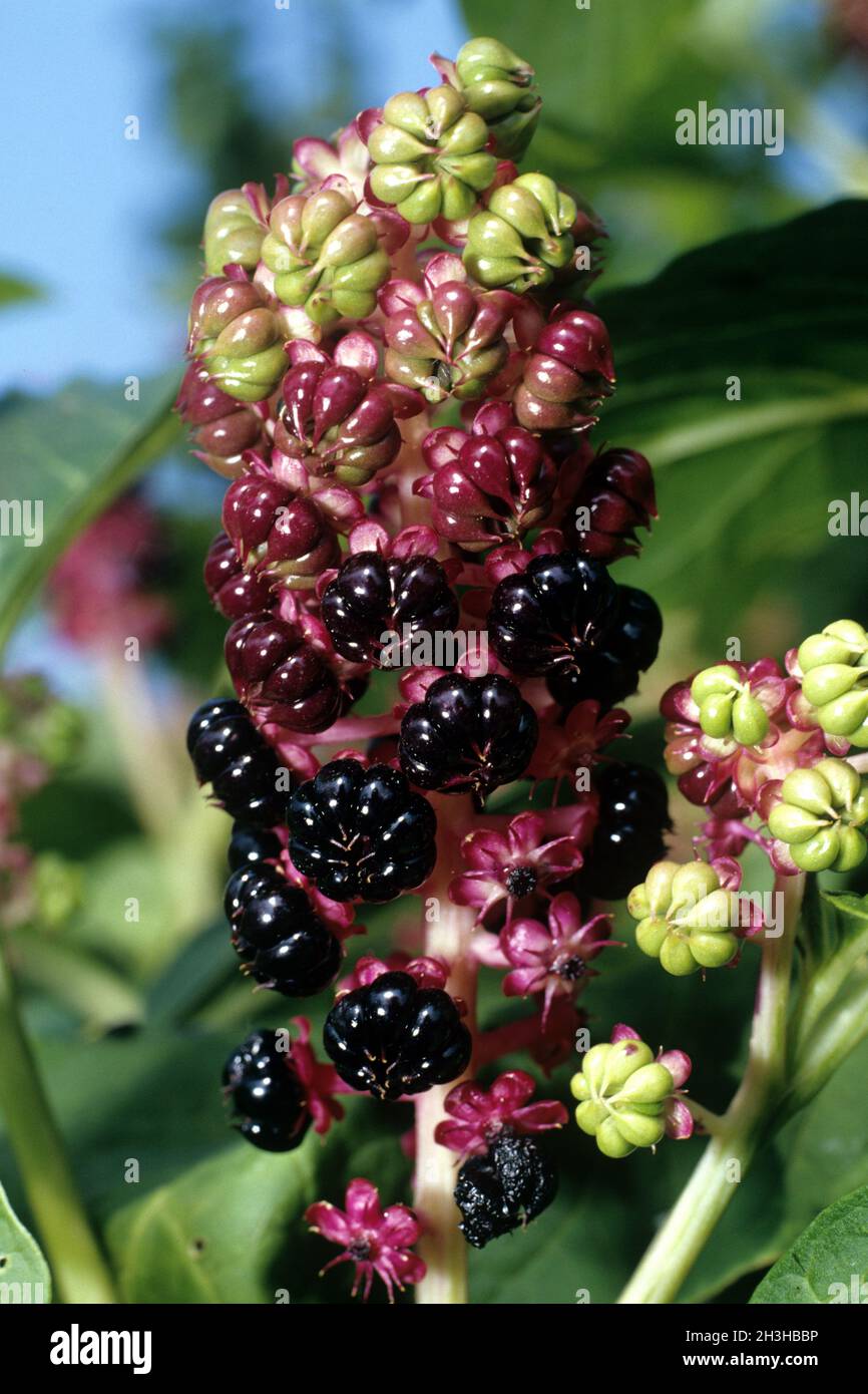 Kermesbeeren, phytolacca, americana, Foto Stock