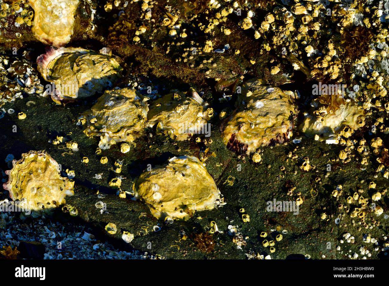 Un letto di ostriche selvatiche aggrappati a una spiaggia rocciosa sull'Isola di Vancouver British Columbia Canada Foto Stock