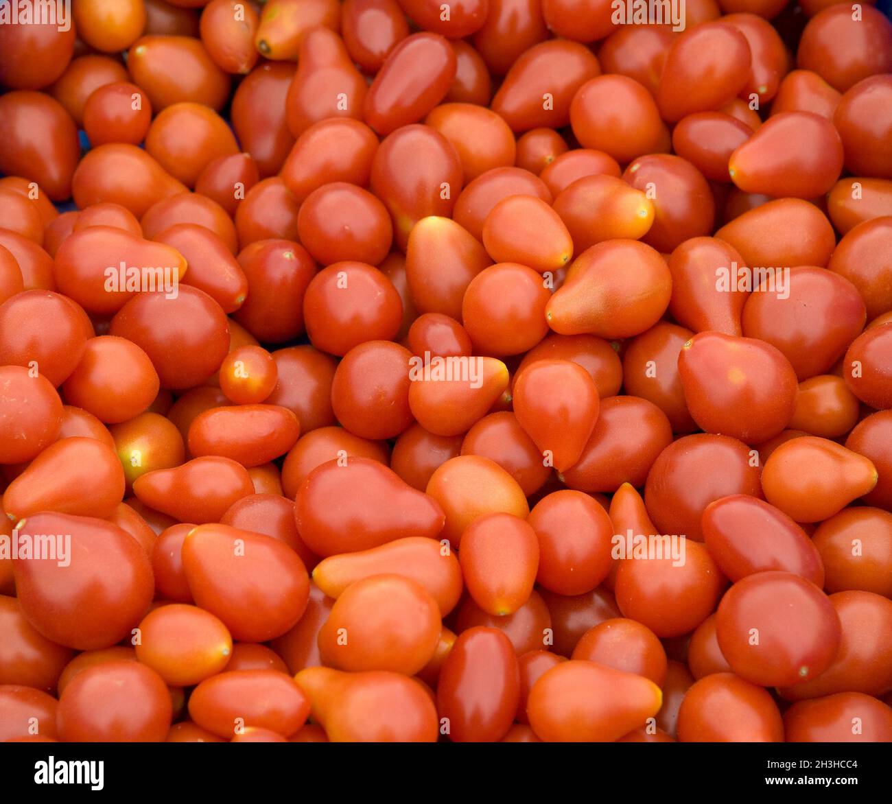 Pomodori di betulla, rote Foto Stock