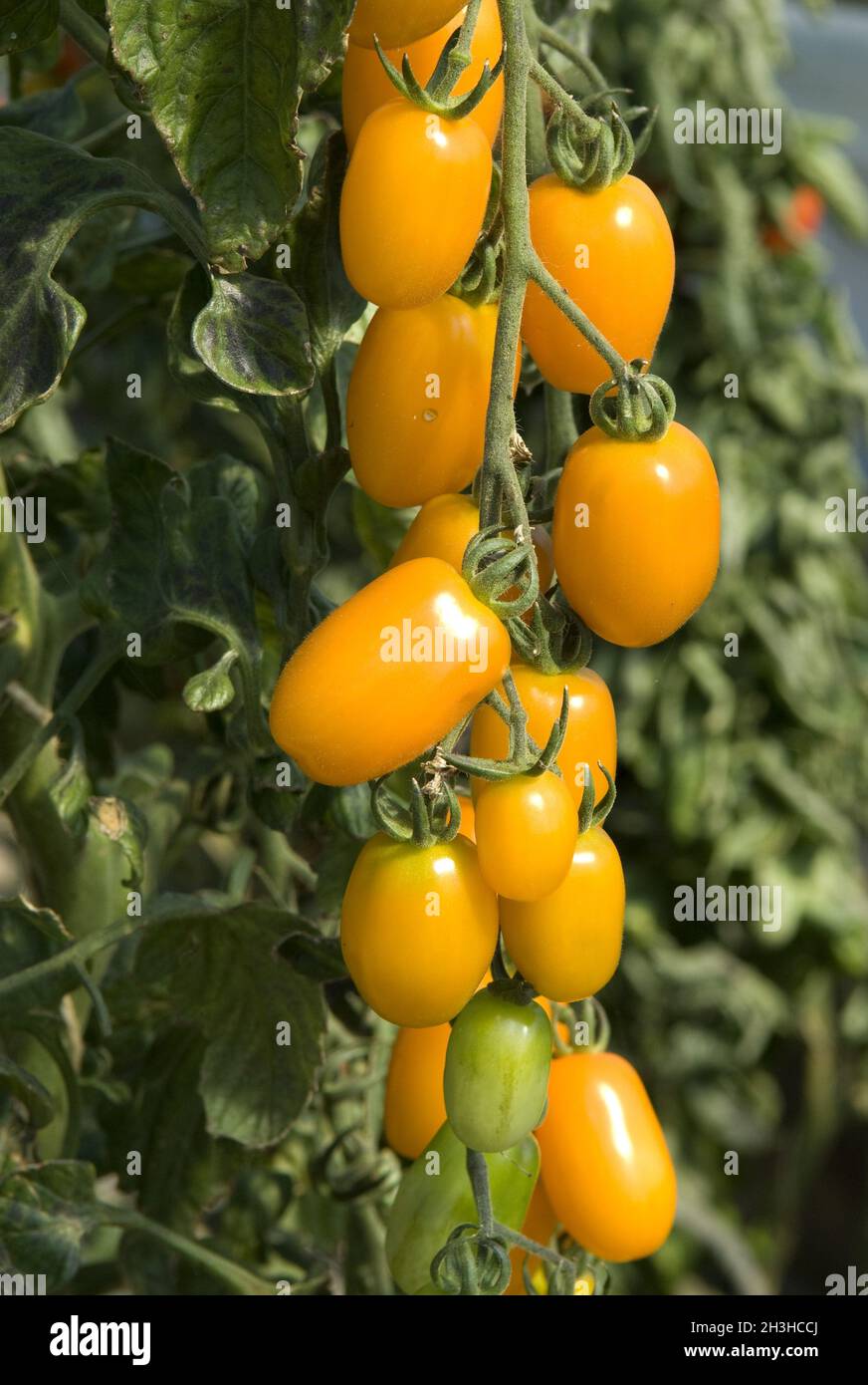 Pomodoro di pera, Santa d'oro Foto Stock