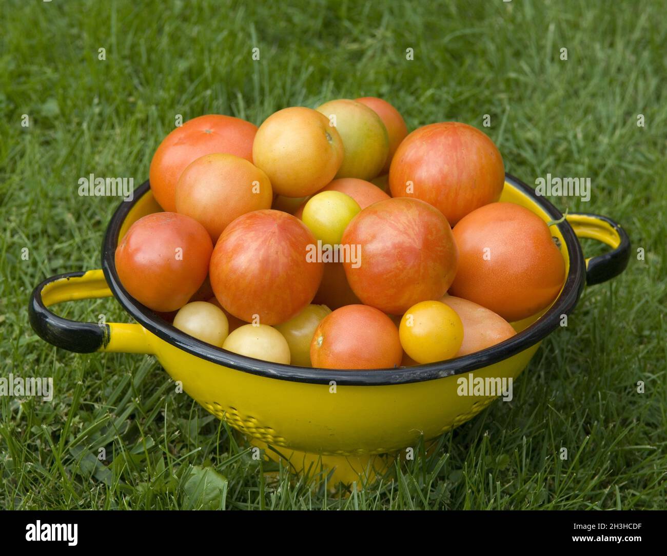 Cesto di pomodori Foto Stock