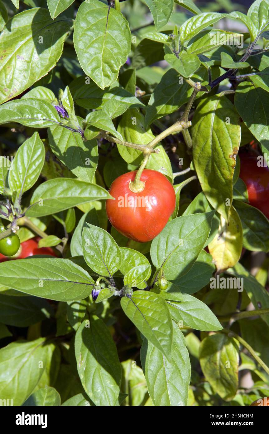 Baumchili, rot, capsicum pubescens, Rojo Foto Stock