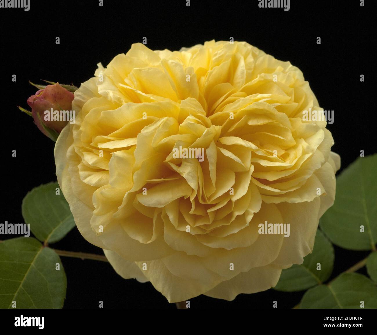 Inglese Rose, David Austin Foto Stock