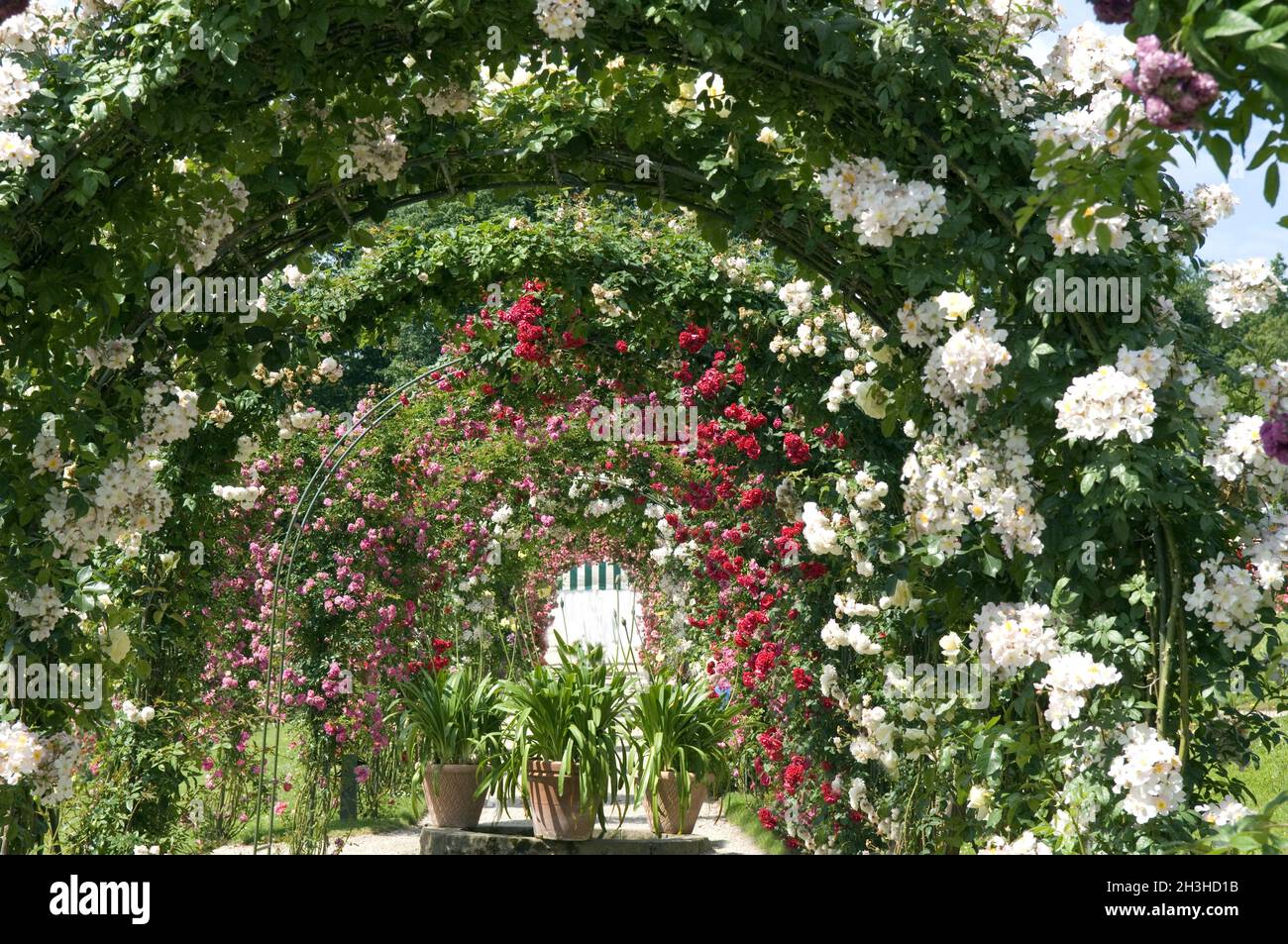 Rose Garden Beutig, Baden Baden, Foto Stock