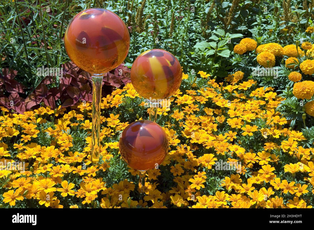 Palline di rose, ambiente, ambiente giardino, Foto Stock