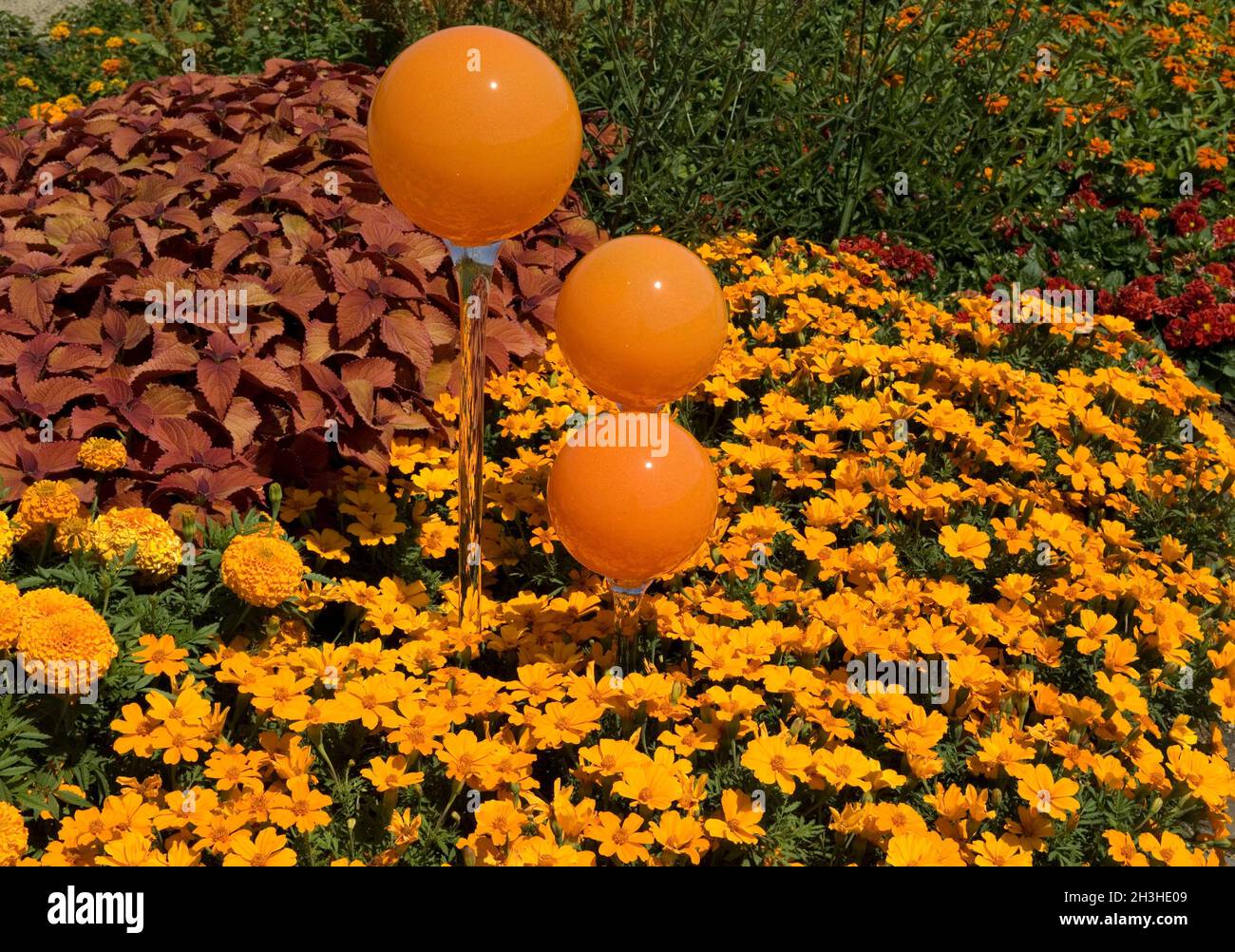 Palline di rose, ambiente, ambiente giardino, Foto Stock