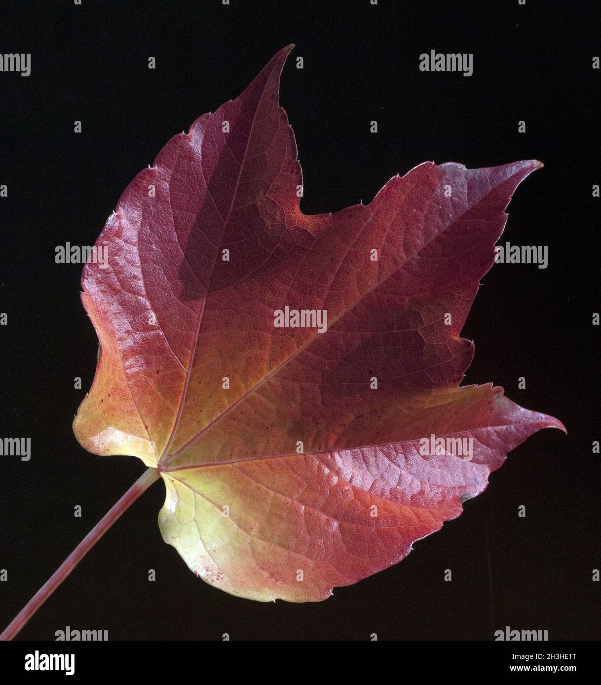 Foglia di vite in autunno, Foto Stock