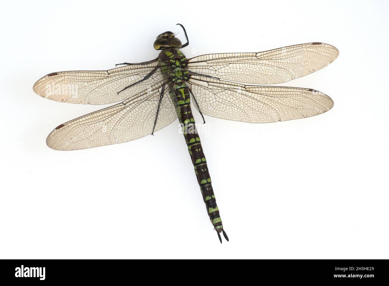 Mosaico verde-blu damselfly, femmina, Foto Stock