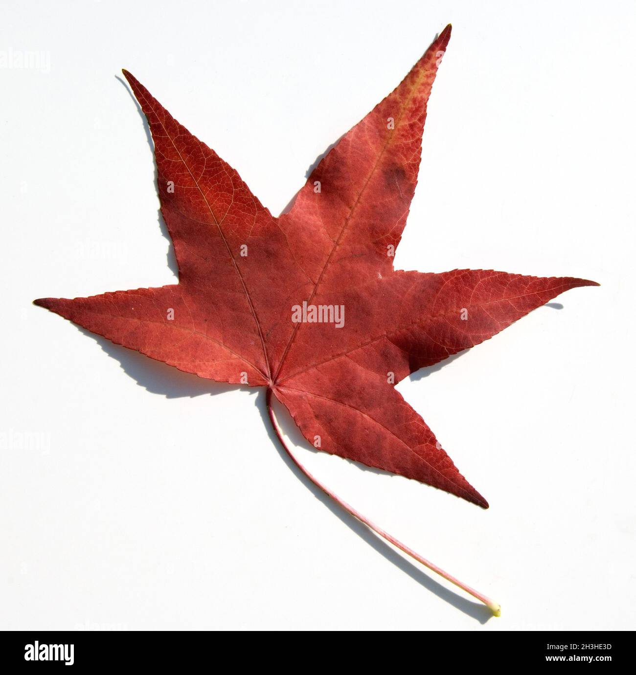 Foglia di albero ambrato, autunno Foto Stock