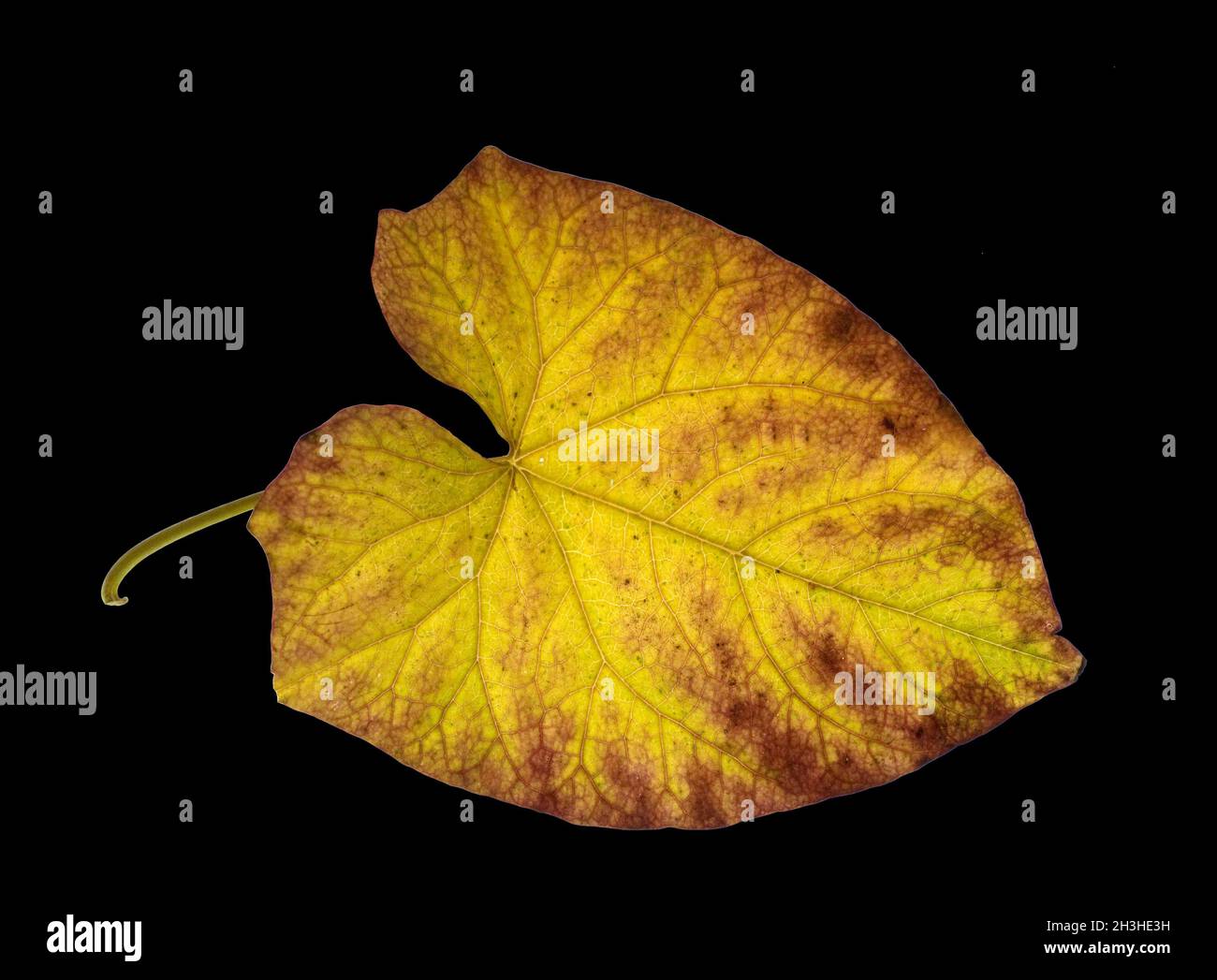 Fence bindweed, convolvulus, fall foliage, Foto Stock