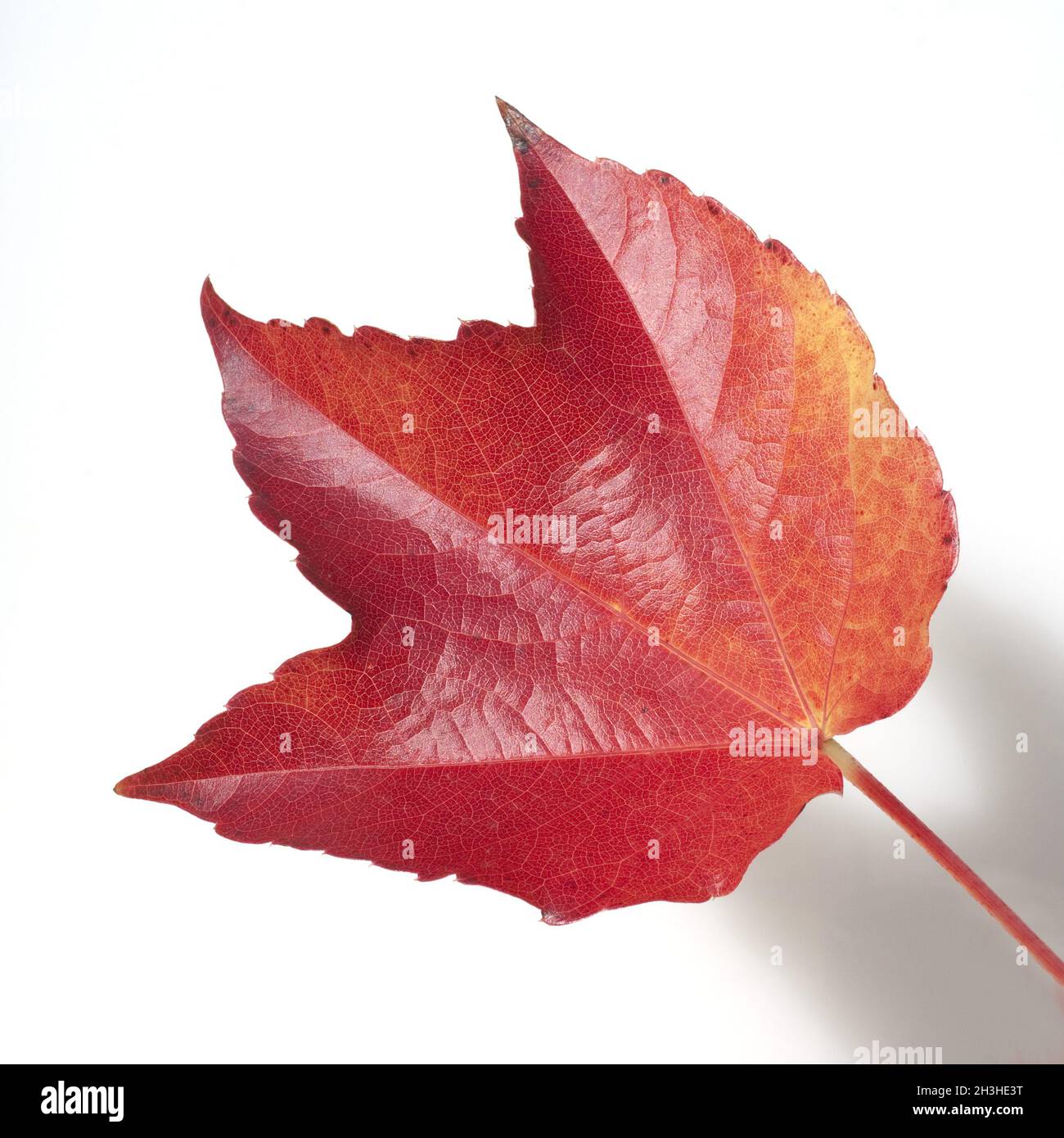 Foglia di vite in autunno, Foto Stock
