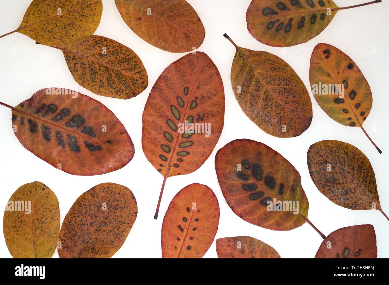 Arbusto perivinkle, Cotinus, coggygria, fogliame autunnale, Foto Stock