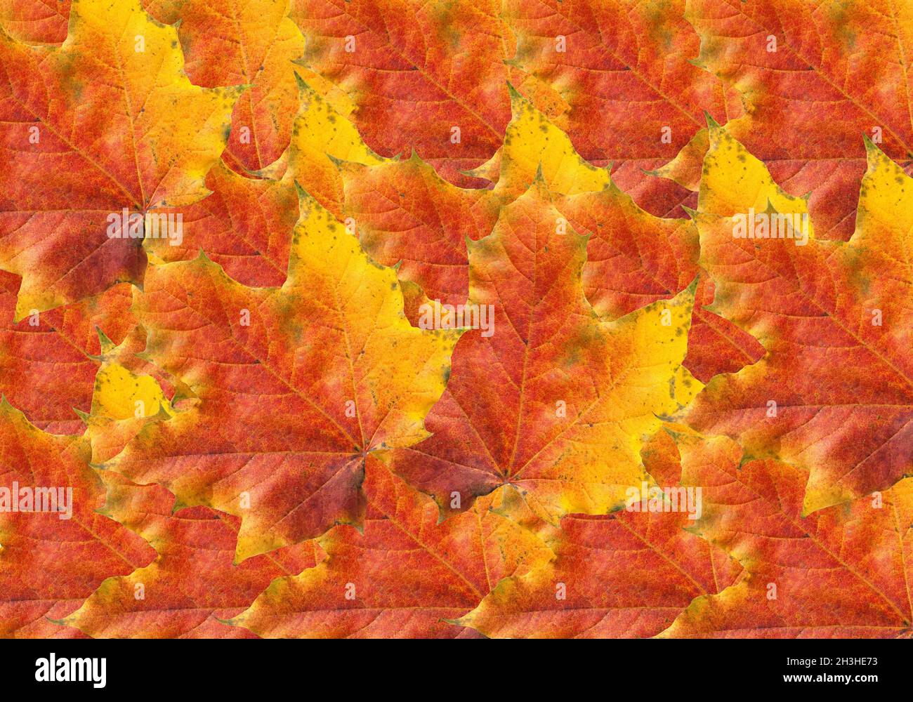 Foglie di acero, acero, foglie d'autunno; Foto Stock