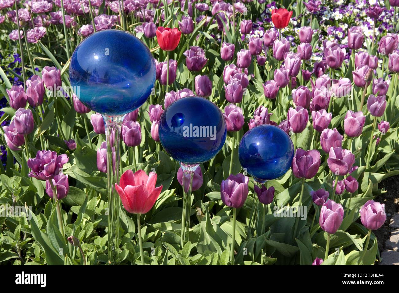 Palline di rose, ambiente, ambiente giardino, Foto Stock