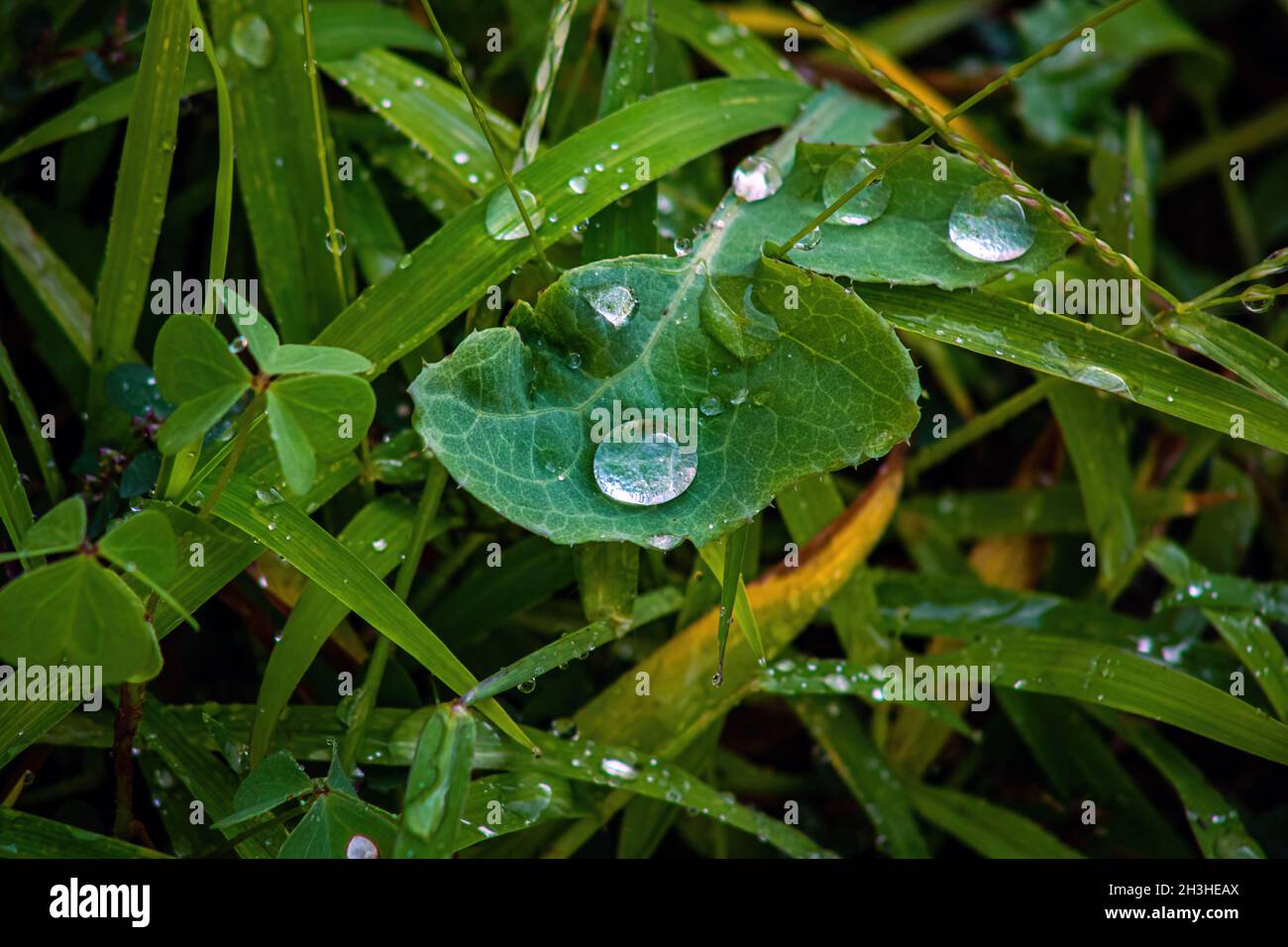 Foglie, piante e alberi nella pioggia Foto Stock