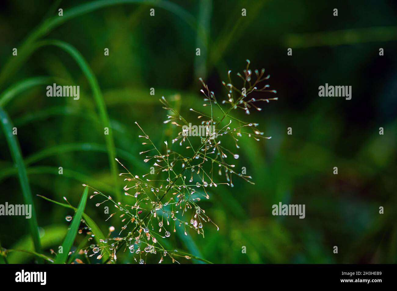 Foglie, piante e alberi nella pioggia Foto Stock