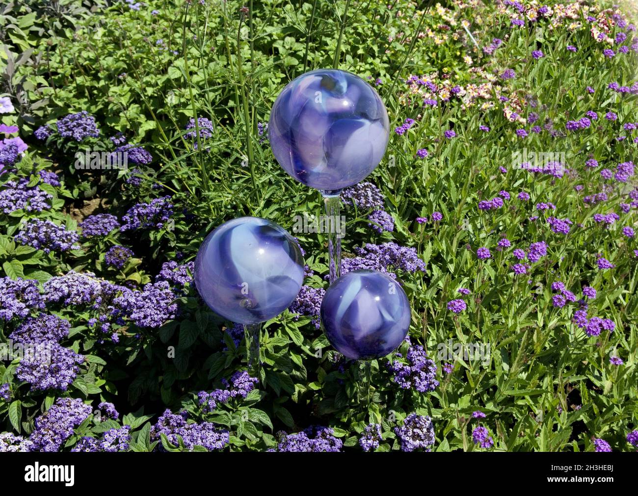 Palline di rose, ambiente, ambiente giardino, Foto Stock