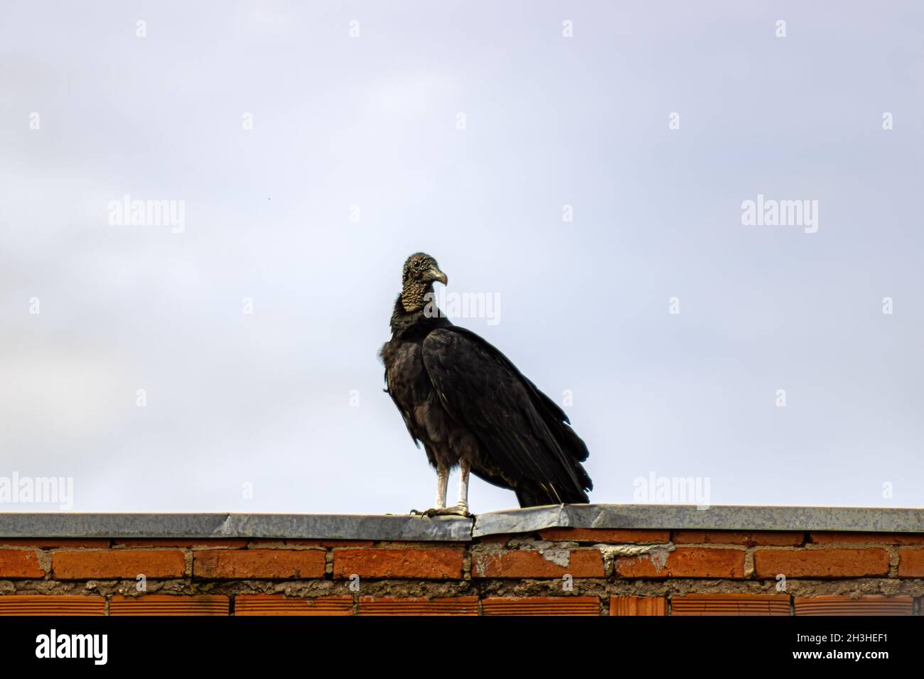 Avvoltoio Foto Stock