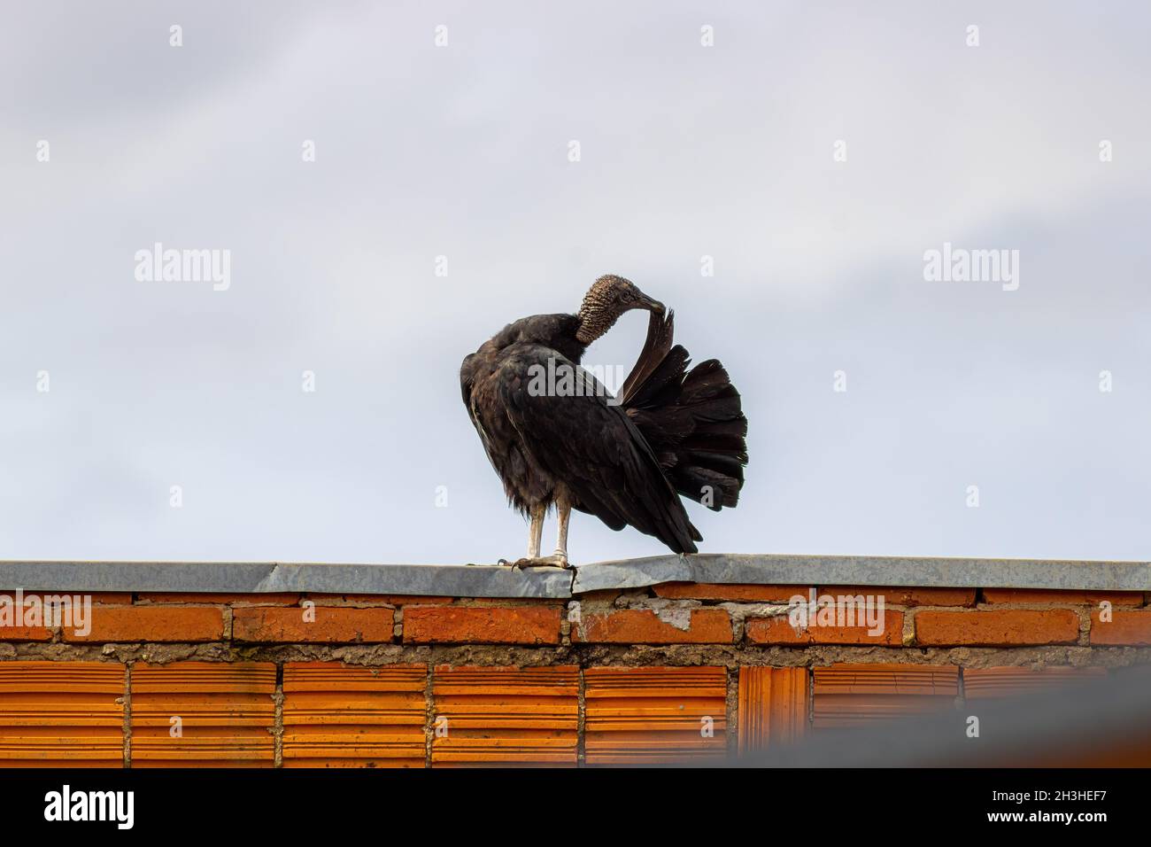 Avvoltoio Foto Stock