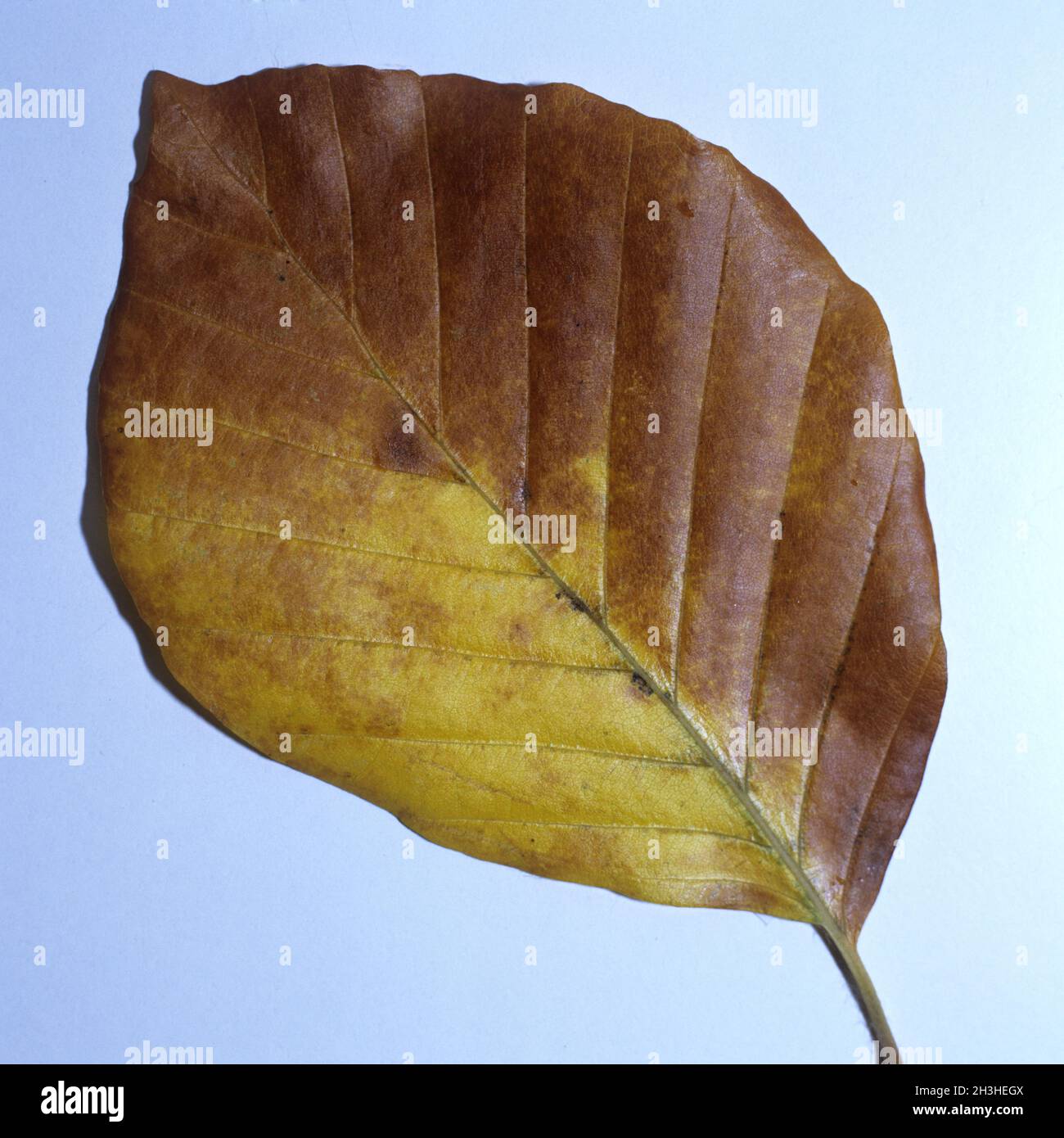 Foglia di faggio, autunno Foto Stock