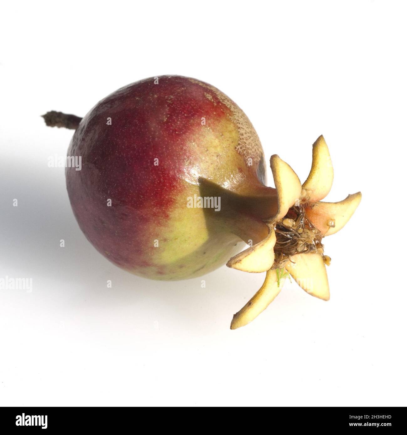 Granatapfel, Punica granatum, Foto Stock
