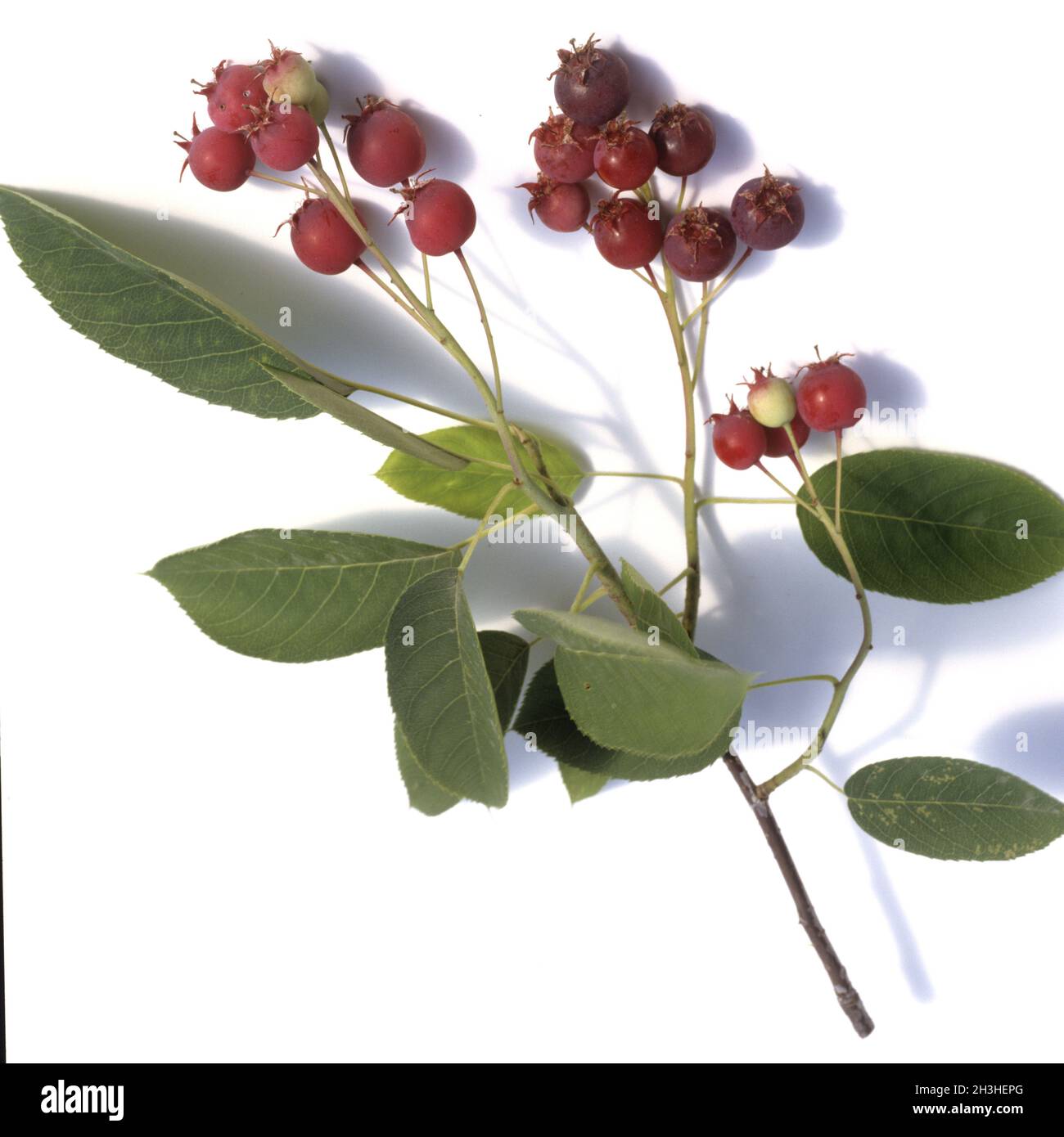 Pera di roccia, Amelanchier denticulata Foto Stock