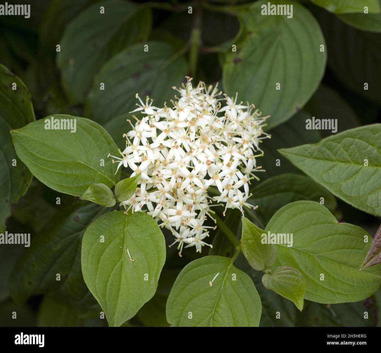 Dogwood, Cornus, arbusto, Bush, Woody, Foto Stock