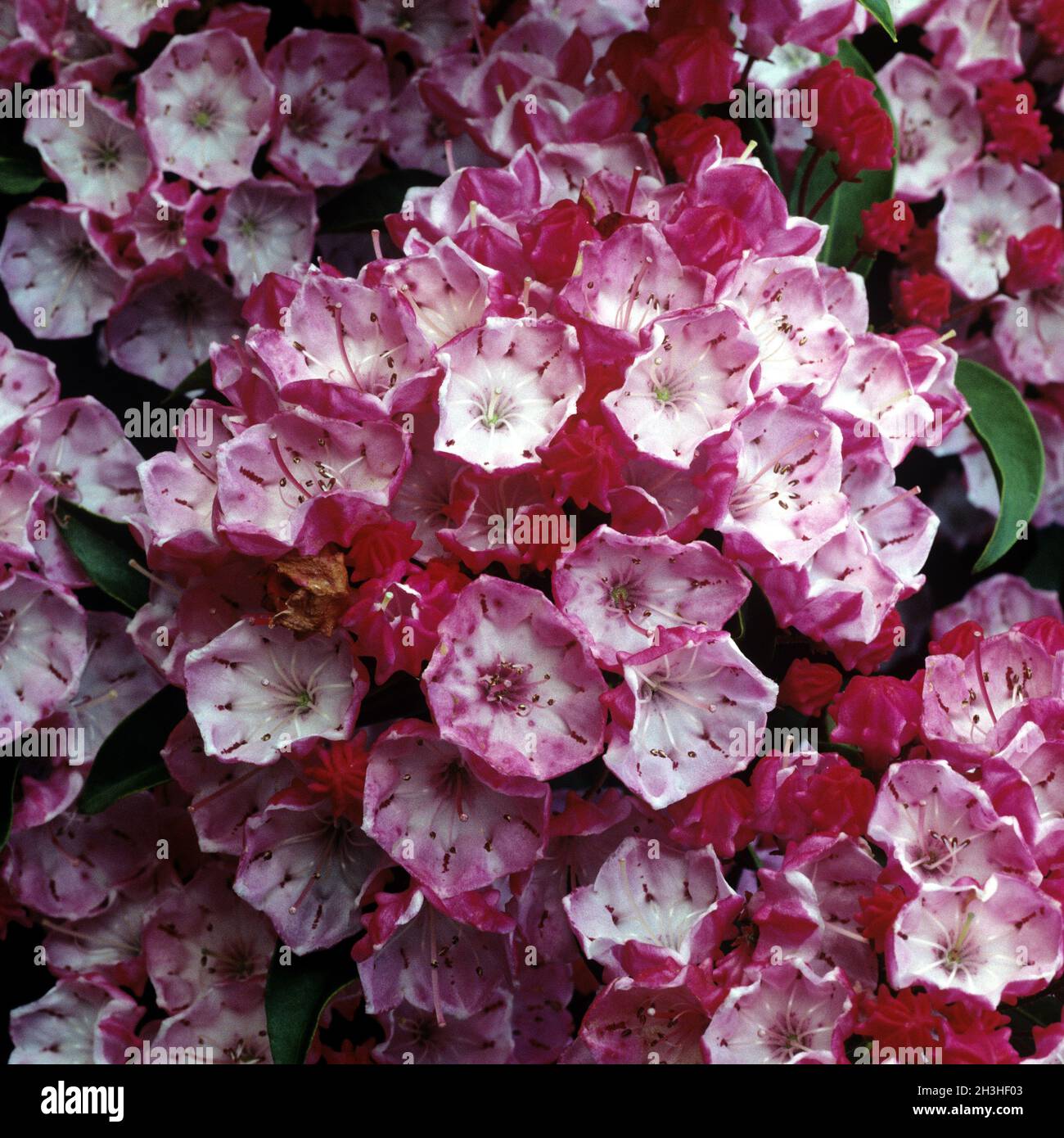 Alpinista Foto Stock