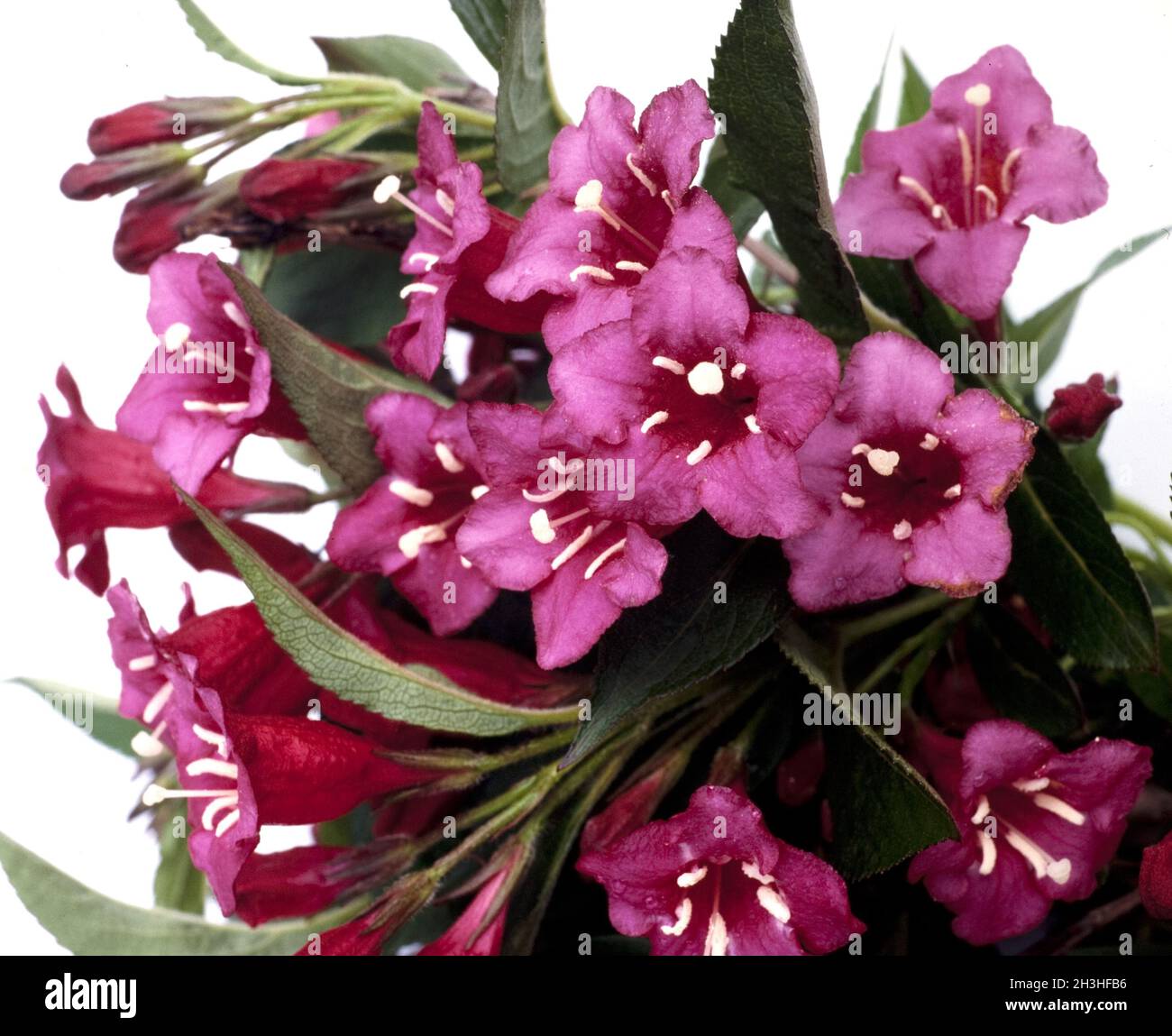 Weigelie, Weigela florida, Bristol Ruby Foto Stock