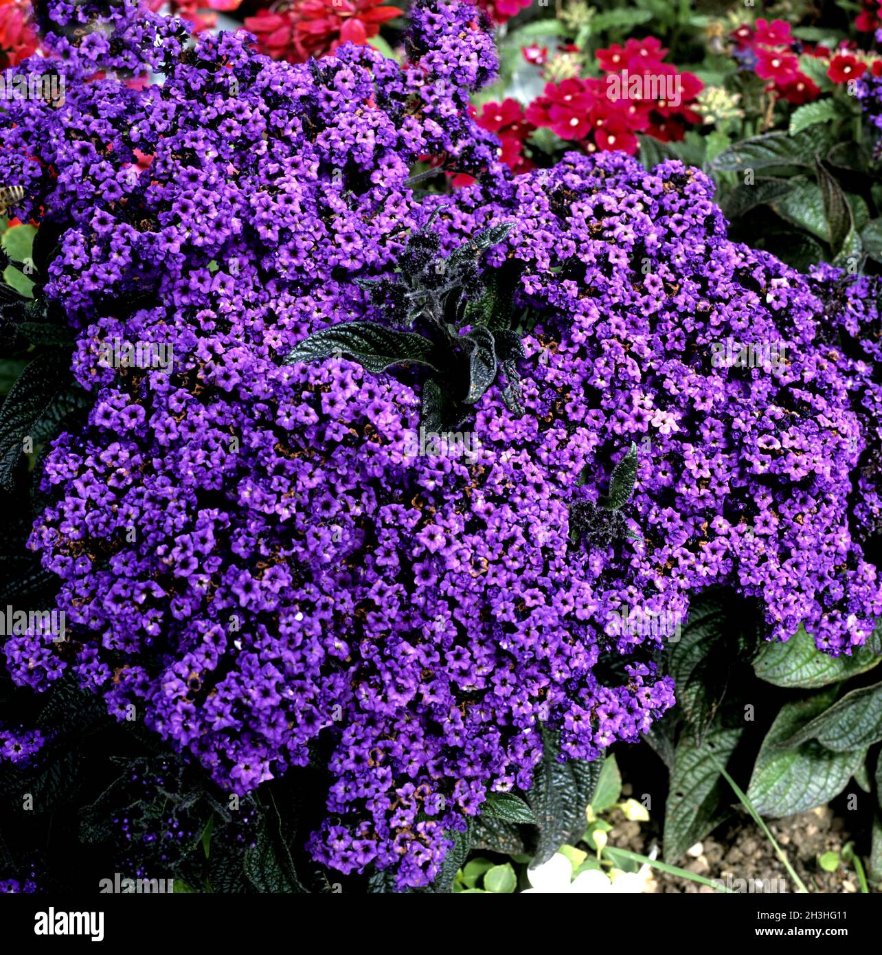 Fiore di vaniglia, Heliotropium arborescens Foto stock - Alamy