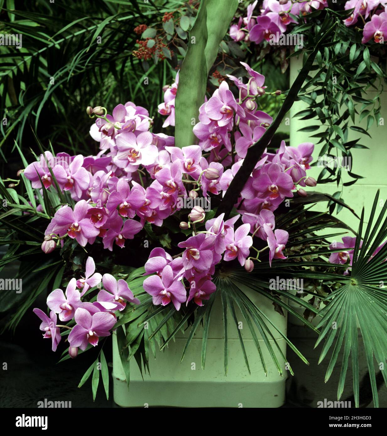 Orchidea, Phalaeopsis Foto Stock