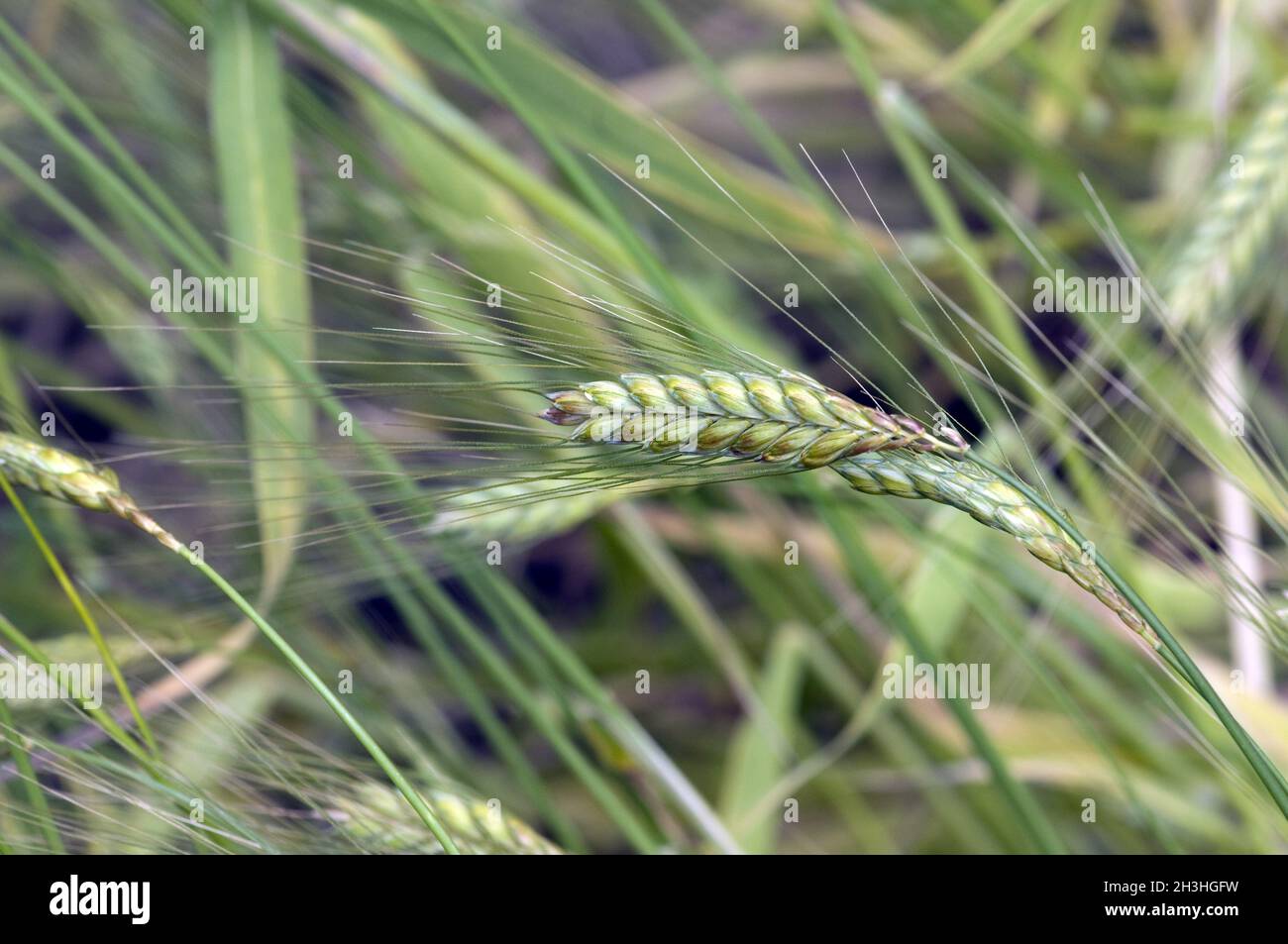 Grano Emmer, Triticum turgidum ssp. Dicoccon Foto Stock