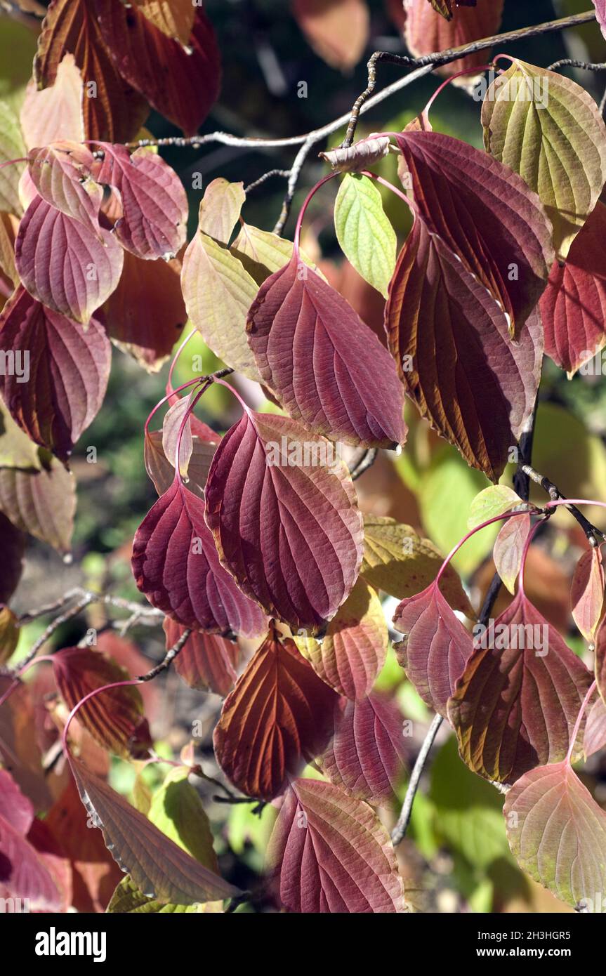 Riesen Hartriegel, Cornus controversa, Foto Stock