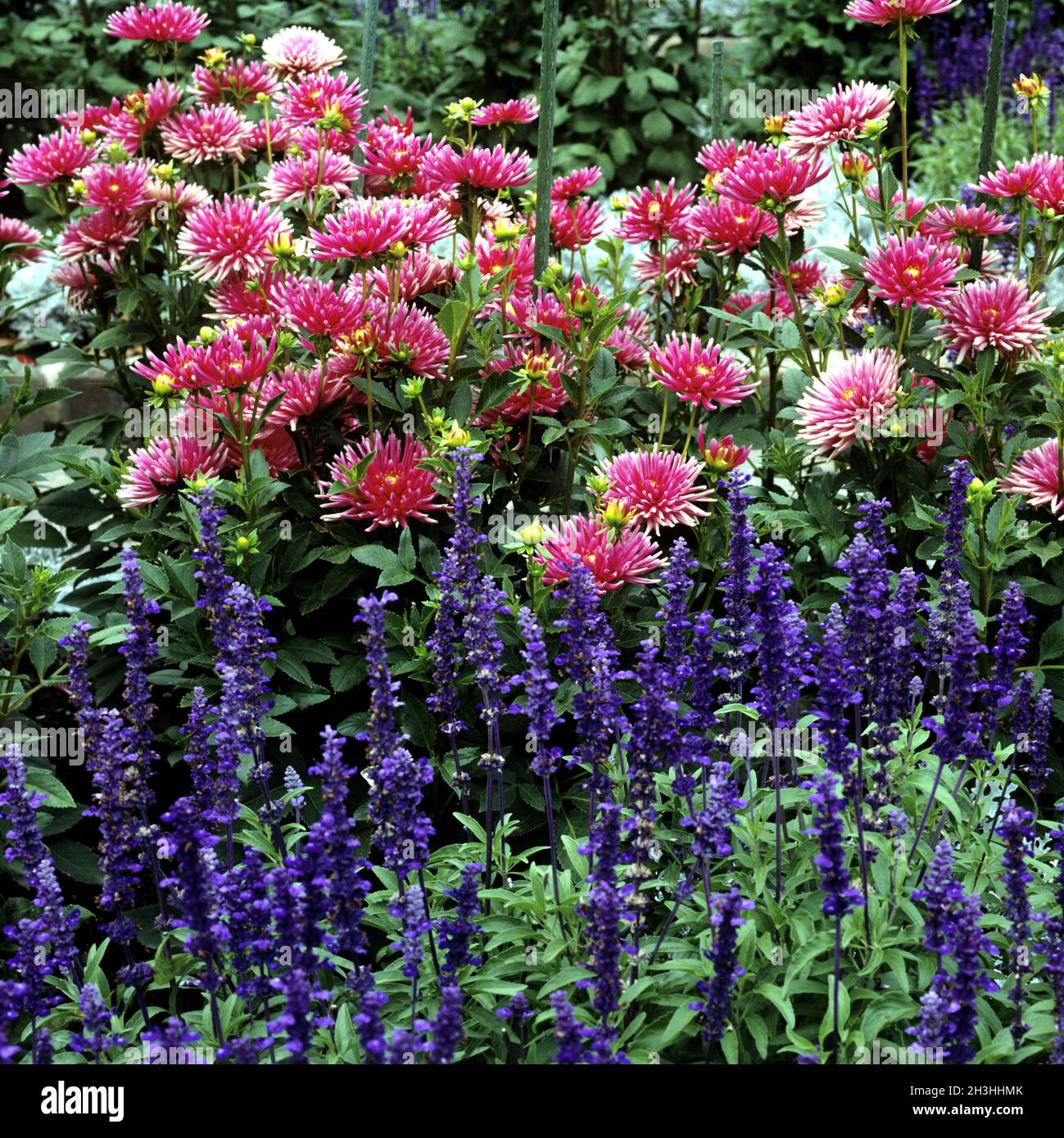 Estate letto floreale Foto Stock