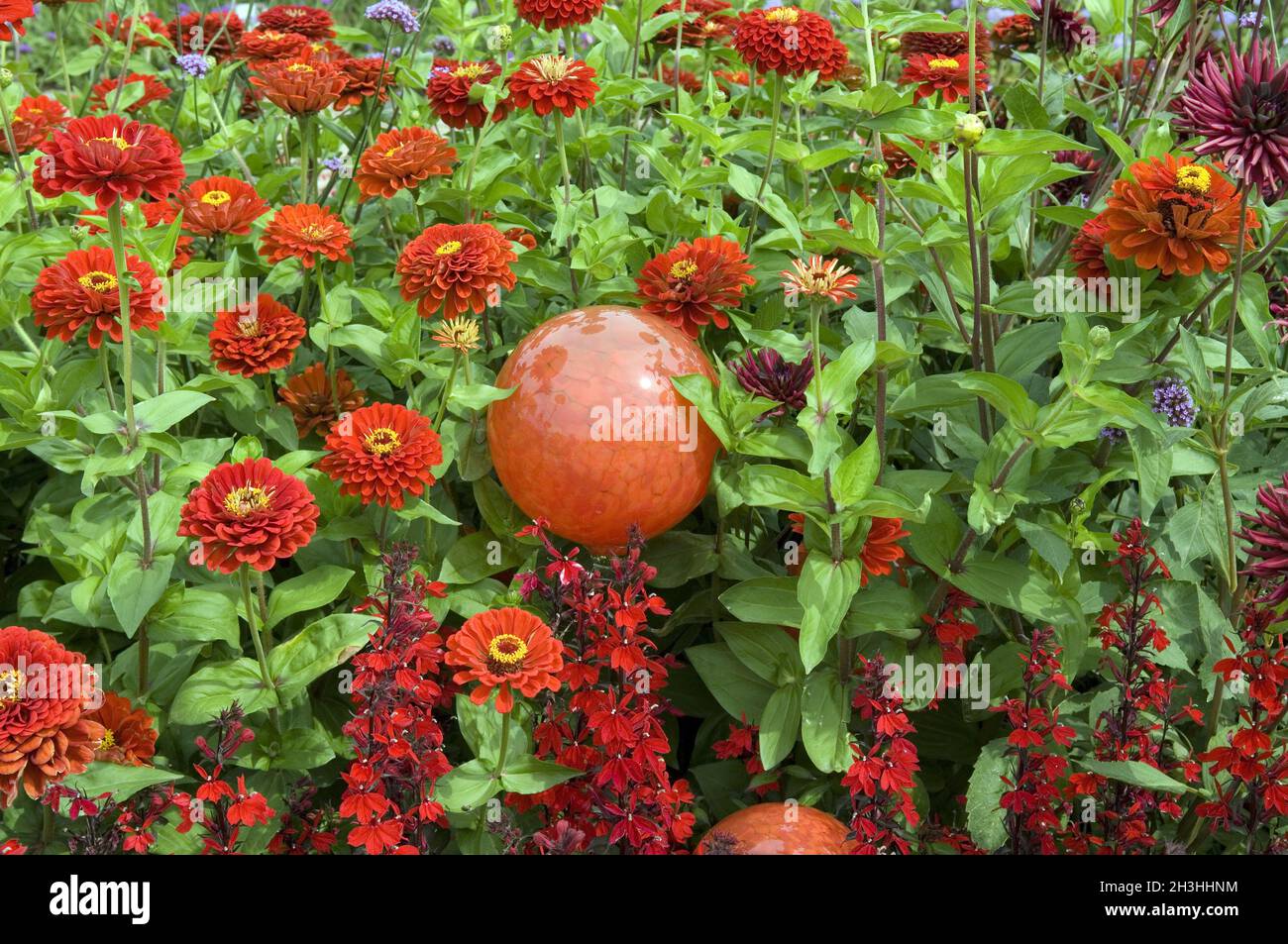 Palline di rosa, letto di fiori Foto Stock