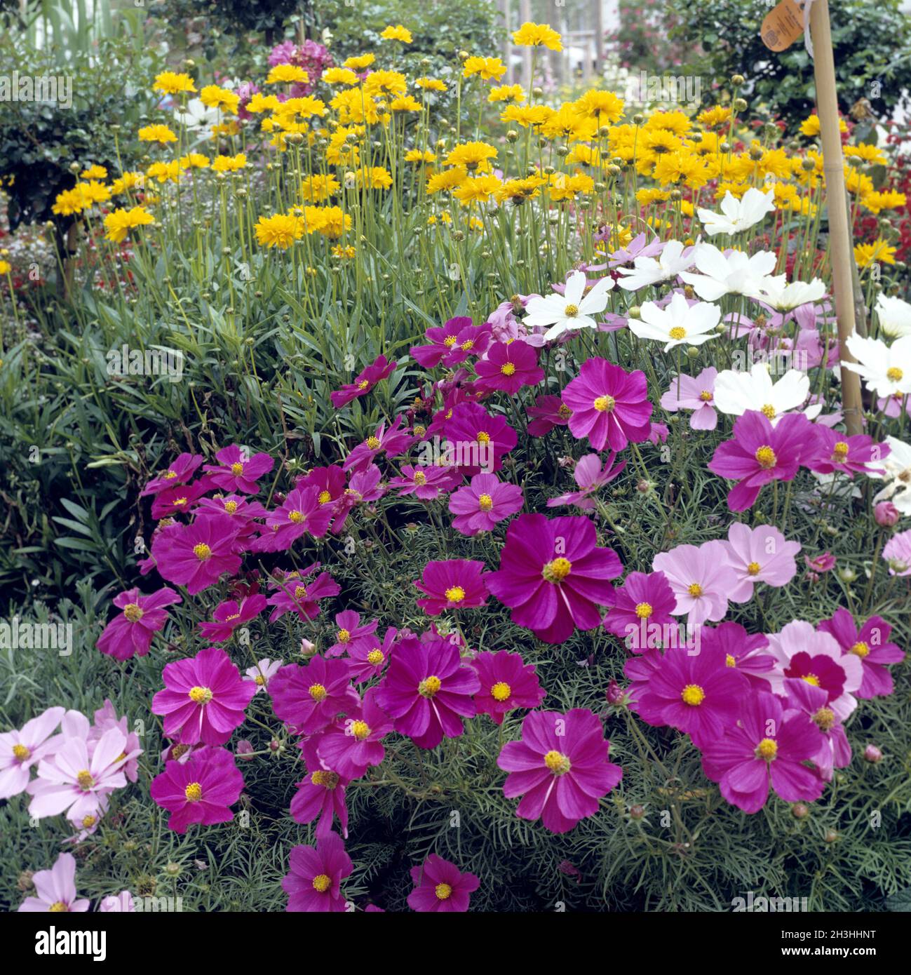 Carote ornamentali, aiuole Foto Stock