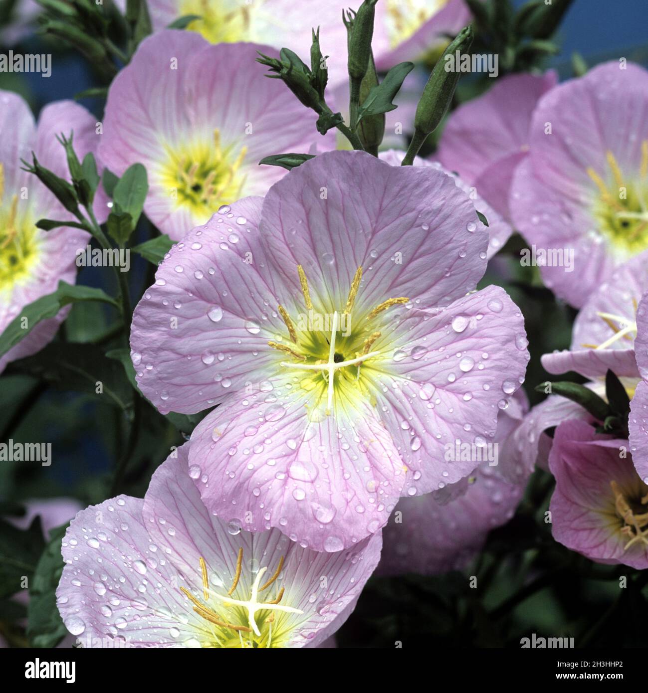 Rosato primera Foto Stock