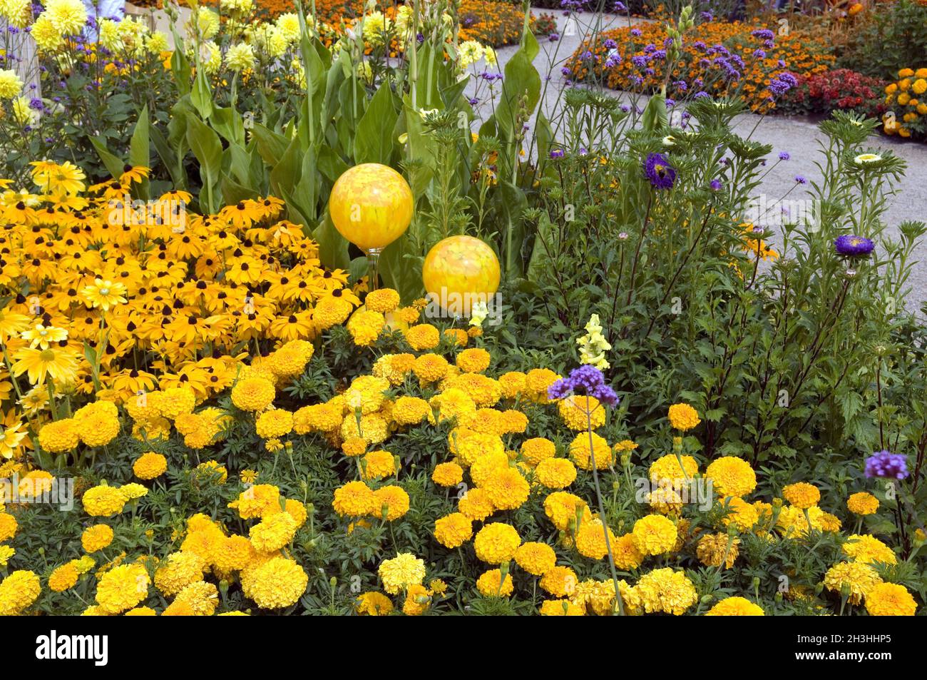 Palline di rosa, letto di fiori Foto Stock