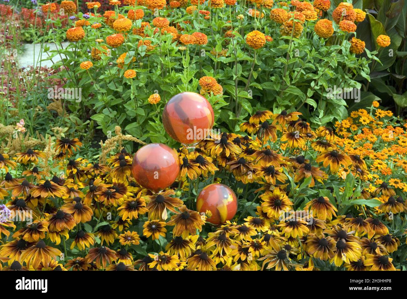 Palline di rosa, letto di fiori Foto Stock