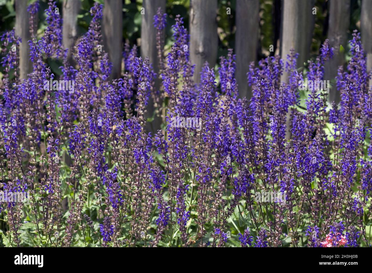 Steppen-Salbei; Salvia nemorosa , Foto Stock