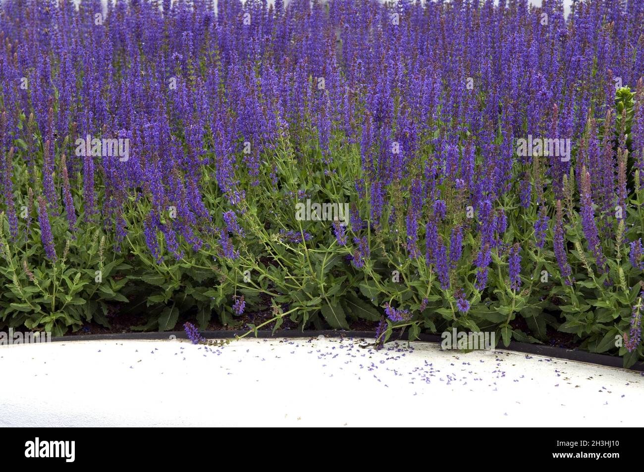 Steppensalbei; Salbei; Salvia nemorosa , Foto Stock